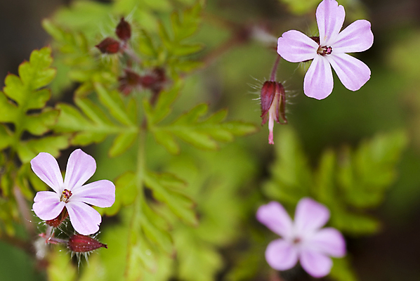 포토 JPG 해외이미지 식물 꽃잎 꽃 줄기 분홍색 잎 자연 사람없음 초록색 작음 해외202004 해외포토 컬러 크기 생태계 파일형식 이미지허브