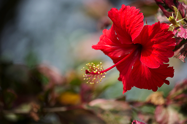 포토 JPG 해외이미지 식물 꽃 백그라운드 잎 꽃무늬 자연 사람없음 빨간색 초록색 정원 벚꽃 닫기 이국적 히비스커스 해외202004 해외포토 컬러 무늬 모션 생태계 파일형식 이미지허브