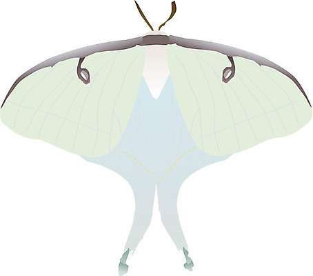 EPS 해외이미지 모양 디자인 나비 곤충 곡선 날개 일러스트 자연 벽지 날리기 안테나 경사 그래픽 장식 파란색 빛 세트 컬러풀 페인트 원형 화려 우아함 수집 심볼 사인 고립 스타일 해외202004 해외일러스트 도형 동물 선 컬러 컨셉 통신 모션 생태계 파일형식 벡터 이미지허브