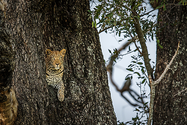 포토 JPG 해외이미지 동물 척추동물 응시 공원 야생동물 여행 포유류 아프리카 자연 친절 털 사람없음 야외 환경 고양이 힘 행성 운전 게임 황무지 보호 위험 큼 모피 심볼 사파리 속도 육식동물 사냥꾼 표범 내추럴 사바나 전국 해외202004 해외포토 직업 시선 공공시설 나라 컨셉 모션 놀이 반려동물 우주 크기 생태계 파일형식 이미지허브