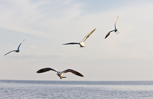 포토 JPG 해외이미지 동물 구름 응시 야생동물 바다 백그라운드 컨셉 날개 자연 갈매기 조류 하늘 바람 사람없음 여름 파란색 태양 평화 맑음 펼침 자유 흰색 비행 우아함 깃털 부리 무료 쓸기 해외202004 해외포토 자연요소 시선 계절 컬러 모션 날씨 생태계 파일형식 이미지허브