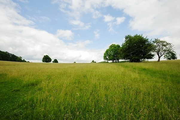 포토 JPG 해외이미지 나무 식물 계절 공원 꽃 밭 농업 자연 하늘 풍경 사람없음 초록색 여름 파란색 빛 농장 노란색 환경 시골 숲 땅 언덕 장면 체코 내추럴 수평선 해외202004 해외포토 공공시설 유럽 산업 컬러 생태계 파일형식 이미지허브