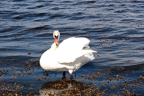 포토 JPG 해외이미지 동물 1 호수 야생동물 날개 자연 조류 엄마 사랑 서기 사람없음 야외 물 여름 파란색 강 반사 평화 환경 검은색 침묵 봄 자유 흰색 하트 해조류 우아함 순수 깃털 싱글 백조 아일랜드 물새 계산서 내추럴 고립 다시마 단아함 무료 해외202004 해외포토 자연요소 모양 계절 감정 유럽 컬러 컨셉 가족 모션 소리 해양식물 생태계 파일형식 이미지허브