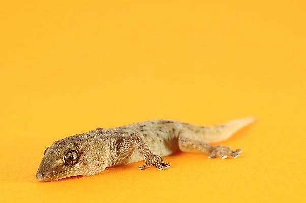 포토 JPG 해외이미지 동물 척추동물 1 응시 야생동물 백그라운드 잎 파충류 생물 주택 사람없음 빨간색 초록색 반려동물 반사 갈색 노란색 회색 흰색 닫기 지중해 가득함 피부 호기심 도마뱀 서식지 길이 고립 동물상 이국적 해외202004 해외포토 식물 시선 감정 바다 컬러 컨셉 모션 건물 신체부위 조형물 파일형식 이미지허브