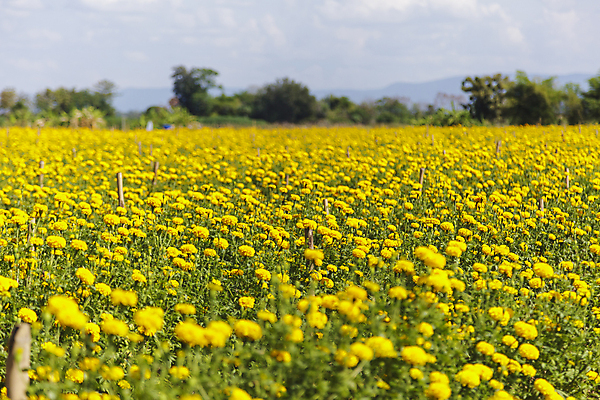 포토 JPG 해외이미지 식물 계절 꽃잎 꽃 백그라운드 잎 꽃무늬 밭 오렌지 자연 하늘 사람없음 장식 초록색 파란색 컬러풀 햇빛 노란색 정원 봄 활발 벚꽃 신선 개화 황금 허브 화단 내추럴 해외202004 해외포토 컬러 컨셉 무늬 농업 과일 태양 생태계 파일형식 이미지허브