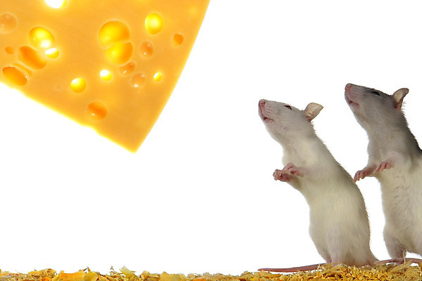 포토 JPG 해외이미지 동물 응시 음식 모션 치즈 털 사람없음 반려동물 머리 흰색 닫기 해충 쥐 설치류 질문 모피 먹기 배고픔 꼬리 향기 냄새 귀 미끼 불쾌함 고립 해외202004 해외포토 시선 감정 컬러 유제품 신체부위 벌레 파일형식 이미지허브