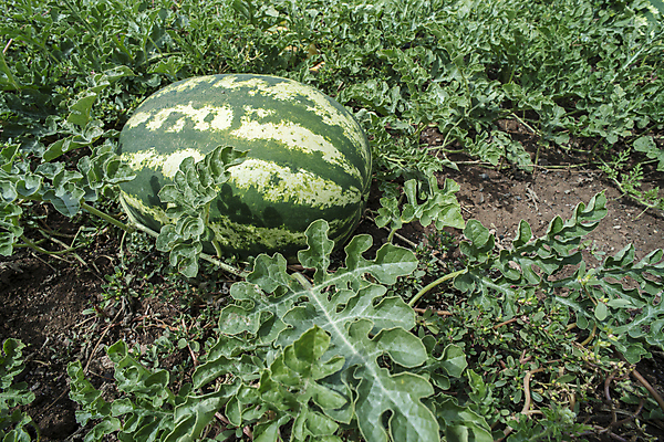 포토 JPG 해외이미지 식물 음식 밭 농업 다이어트 채소 과일 자연 수박 건강 사람없음 가로 초록색 물 농장 정원 수확 성장 시골 신선 원형 달콤 멜론 유기농 원예 장면 숙성 세련 해외202004 해외포토 자연요소 도형 웰빙 산업 컬러 취미 맛 생태계 파일형식 이미지허브