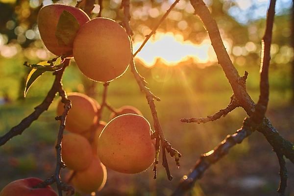 포토 JPG 해외이미지 나무 식물 계절 열매 음식 잎 농업 오렌지 자연 하늘 건강 사람없음 야외 초록색 햇빛 노란색 바구니 정원 맑음 수확 성장 나뭇가지 시골 신선 닫기 달콤 과수원 다발 유기농 원예 날것 밭일 살구 숙성 정중 채식주의자 해외202004 해외포토 웰빙 산업 컬러 컨셉 과일 모션 날씨 취미 태양 맛 생태계 채식 파일형식 이미지허브