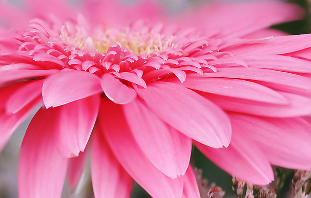 포토 JPG 해외이미지 식물 꽃잎 꽃 분홍색 백그라운드 꽃무늬 벽지 국화 사람없음 초록색 벚꽃 닫기 묘사 데이지 거베라 깊이 꽃수술 핵심 해외202004 해외포토 컬러 무늬 모션 파일형식 이미지허브