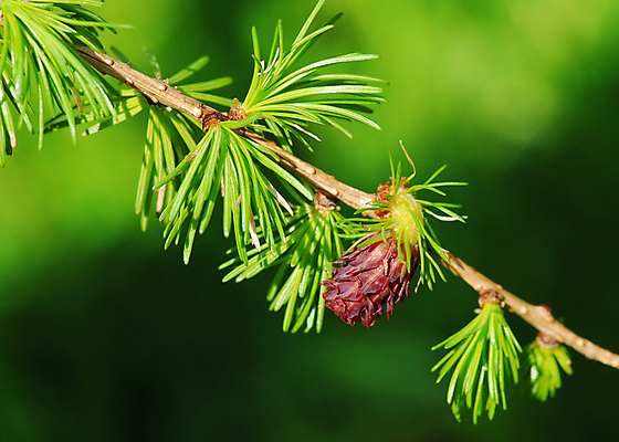 포토 JPG 해외이미지 나무 식물 계절 백그라운드 단풍 크리스마스 자연 벽지 사람없음 야외 초록색 정원 봄 나뭇가지 신선 소나무 숲 묘사 싱글 원예 질감 솔방울 상록수 침엽수 전나무 원뿔 내추럴 가문비나무 디테일 해외202004 해외포토 도형 기념일 컬러 잎 취미 생태계 파일형식 이미지허브