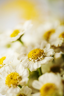 포토 JPG 해외이미지 식물 디자인 계절 꽃잎 꽃 줄기 꽃다발 백그라운드 꽃무늬 밭 자연 하늘 건강 풍경 사람없음 야외 초록색 여름 파란색 햇빛 태양 약 노란색 맑음 봄 벚꽃 흰색 시골 신선 그룹 허브 심볼 묘사 에코 데이지 내추럴 캐모마일 해외202004 해외포토 자연요소 컬러 무늬 농업 의학 날씨 환경 생태계 파일형식 이미지허브