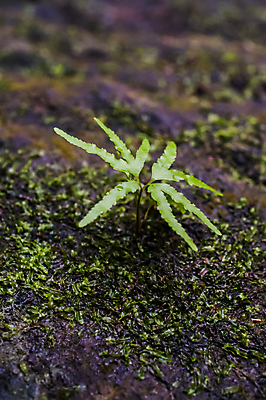 포토 JPG 해외이미지 나무 식물 아시아 태국 국립공원 사람없음 초록색 폭포 성장 양치류 해외202004 해외포토 공원 나라 컬러 자연 파일형식 이미지허브
