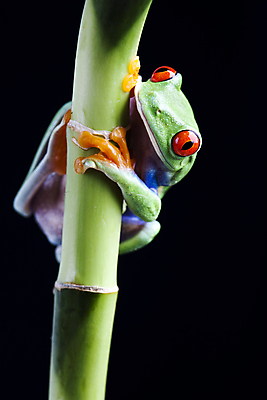 포토 JPG 해외이미지 한마리 야생동물 검은배경 실내 매달리기 양서류 사람없음 청개구리 잎줄기 해외202004 해외포토 동물 1 줄기 백그라운드 모션 개구리 내부 검은색 파일형식 이미지허브