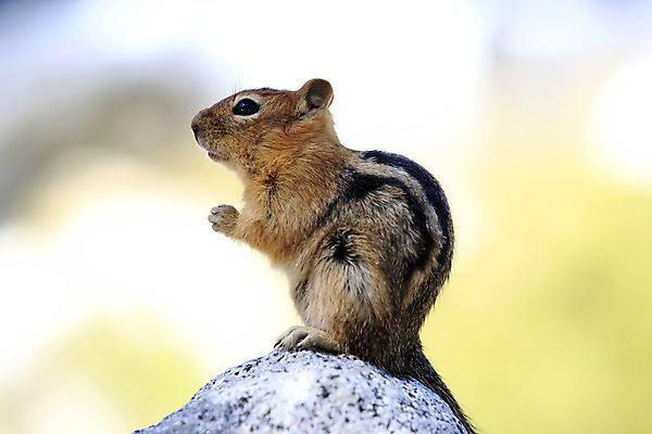 포토 JPG 해외이미지 야생동물 포유류 자연 검은배경 산 종류 서기 사람없음 환경 줄무늬 견과류 구멍 설치류 다람쥐 캘리포니아 서식지 경보 땅바닥 해외202004 해외포토 동물 백그라운드 무늬 모션 바닥 검은색 미국 생태계 파일형식 이미지허브