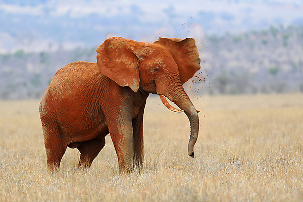 포토 JPG 해외이미지 동물 공원 야생동물 여행 백그라운드 포유류 아프리카 자연 초식동물 코끼리 풍경 사람없음 야외 머리 환경 힘 산책 아기 황무지 보호 위험 큼 사파리 피부 귀 상아 멸종 케냐 내추럴 사바나 생태학 전국 힘찬 해외202004 해외포토 공공시설 교육 나라 컨셉 휴식 사람 신체부위 크기 생태계 파일형식 이미지허브