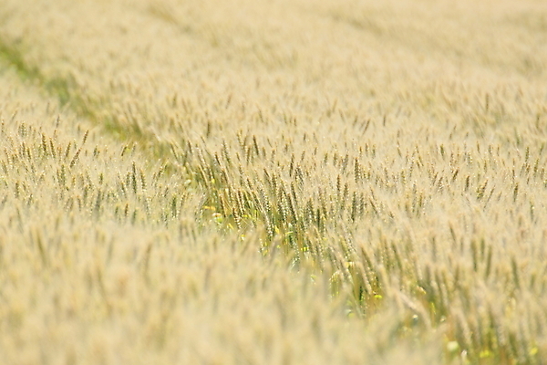 포토 JPG 해외이미지 식물 계절 음식 백그라운드 밭 농업 자연 건강 씨앗 풍경 잔디 사람없음 노란색 수확 낟알 밀 밀가루 밀짚 내추럴 식용 해외202004 해외포토 산업 컬러 곡류 짚 가루 생태계 파일형식 이미지허브
