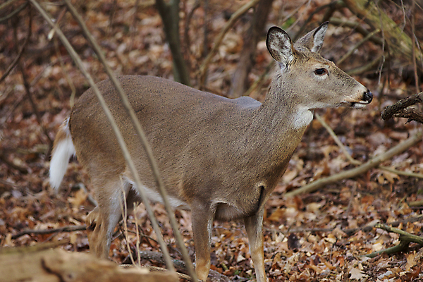 포토 JPG 해외이미지 나무 응시 감정 백그라운드 잎 포유류 자연 사슴 사람없음 갈색 검은색 놀람 회색 닫기 숲 그림 땅바닥 해외202004 해외포토 식물 동물 시선 컬러 모션 바닥 표정 생태계 파일형식 이미지허브