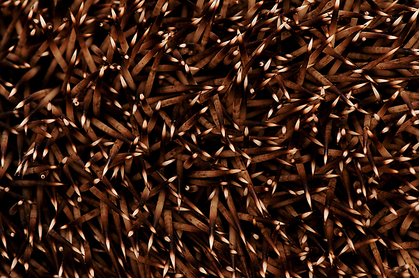 포토 JPG 해외이미지 동물 야생동물 장난 포유류 자연 털 사람없음 울타리 반려동물 흰색 보호 설치류 작음 뿌리기 척추 보안 날카로움 문제 주둥이 스파이크 길이 찌르기 고슴도치 압력 해외202004 해외포토 컬러 컨셉 모션 뼈 안전 담장 크기 생태계 파일형식 이미지허브