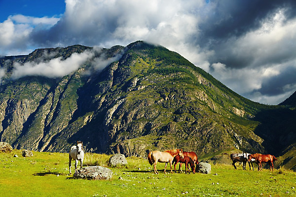 포토 JPG 해외이미지 구름 밭 자연 하늘 아침 산 풍경 사람없음 초록색 여름 햇빛 농장 농경지 환경 맑음 가축 목장 시골 군중 산악지대 밭일 시베리아 찰과상 목가 해외202004 해외포토 주간 자연요소 동물 계절 컬러 농업 날씨 사람 태양 상처 생태계 파일형식 이미지허브