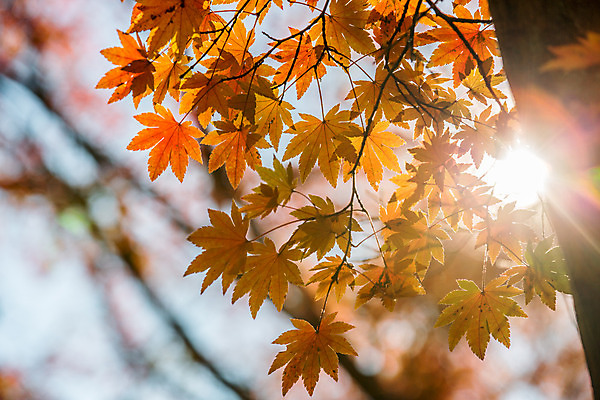 포토 JPG 해외이미지 나무 식물 계절 공원 백그라운드 단풍 잎 꽃무늬 밭 자연 건조 풍경 잔디 사람없음 야외 가로 빨간색 빛 컬러풀 햇빛 노란색 일출 일본 맑음 일몰 덮개 가을 11월 10월 카피스페이스 전경 해외202004 해외포토 공공시설 꽃 아시아 컬러 무늬 농업 날씨 태양 노을 공백 뚜껑 날짜 생태계 파일형식 탑뷰 이미지허브