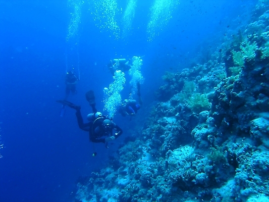 포토 JPG 해외이미지 식물 동물 야생동물 잎 자연 표면 어류 사람없음 초록색 물 반사 사진촬영 수중 투명 스노클링 산호 잠수부 잠수함 암초 동물상 해외202004 해외포토 자연요소 컬러 조형물 촬영 수중동물 수상스포츠 자포동물 전문직 생태계 파일형식 이미지허브
