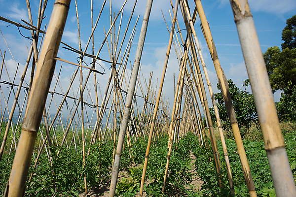 포토 JPG 해외이미지 식물 계절 꽃 산업 음식 잎 밭 농업 채소 과일 자연 지팡이 하늘 풍경 사람없음 야외 초록색 여름 농장 농경지 환경 정원 흙 봄 줄무늬 다양 흐름 수확 성장 시골 신선 땅 허브 에코 유기농 원예 복숭아 장면 생태학 줄서기 해외202004 해외포토 웰빙 교육 컬러 다수 컨셉 무늬 모션 취미 생태계 파일형식 이미지허브
