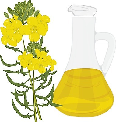 EPS 해외이미지 식물 꽃 산업 음식 일러스트 유리 건강 노란색 벚꽃 액체 컨테이너 가루 머스터드 허브 유기농 내추럴 돌봄 해외202004 해외일러스트 웰빙 컬러 모션 재질 소스_음식 파일형식 벡터 이미지허브