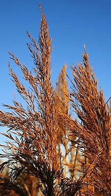 포토 JPG 해외이미지 응시 계절 단풍 자연 하늘 풍경 사람없음 야외 빛 햇빛 평화 맑음 가을 시골 저녁 큼 장면 해외202004 해외포토 시선 컨셉 잎 날씨 태양 야간 크기 생태계 파일형식 이미지허브