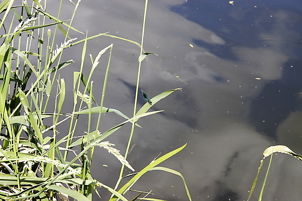 포토 JPG 해외이미지 식물 동물 계절 공원 호수 곤충 백그라운드 자연 사람없음 초록색 물 파란색 빛 강 반사 정원 봄 용 연못 벌레 잠자리 해외202004 해외포토 자연요소 공공시설 컬러 생태계 파일형식 이미지허브