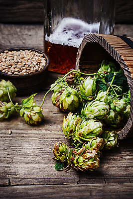 포토 JPG 해외이미지 그릇 곡류 맥주 실내 사람없음 쏟아짐 나무통 나무배경 해외202004 홉 해외포토 식물 식기 백그라운드 모션 주류 통 내부 파일형식 이미지허브