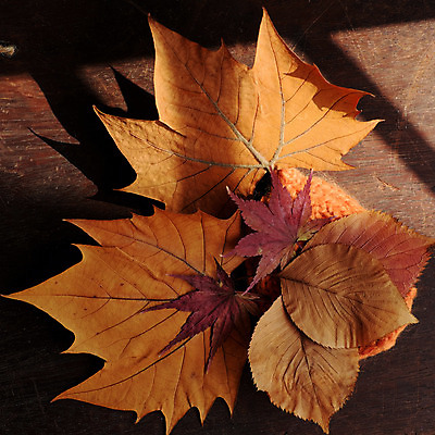 포토 JPG 해외이미지 모양 계절 백그라운드 단풍 낙엽 잎 자연 벽지 건조 미술 사람없음 빨간색 초록색 갈색 노란색 놀람 활발 가을 변화 그늘 즐거움 만족 질감 추수감사절 내추럴 해외202004 해외포토 식물 감정 기독교 컬러 컨셉 문화예술 표정 생태계 파일형식 이미지허브