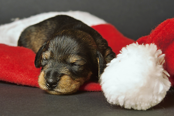 포토 JPG 해외이미지 얼굴 크리스마스 사람없음 머리 개 강아지 작음 닥스훈트 해외202004 해외포토 기념일 포유류 신체부위 반려동물 크기 파일형식 이미지허브