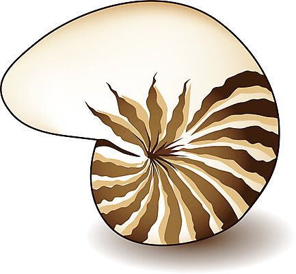 EPS 해외이미지 클립아트 디자인 모래 바다 일러스트 자연 조개 나선형 그림자 그래픽 갈색 줄무늬 소용돌이 껍질 흰색 닫기 떨어짐 큼 오브젝트 고립 앵무조개 엘리먼트 해외202004 해외일러스트 컬러 컨셉 무늬 모션 어패류 회오리 크기 생태계 파일형식 벡터 이미지허브