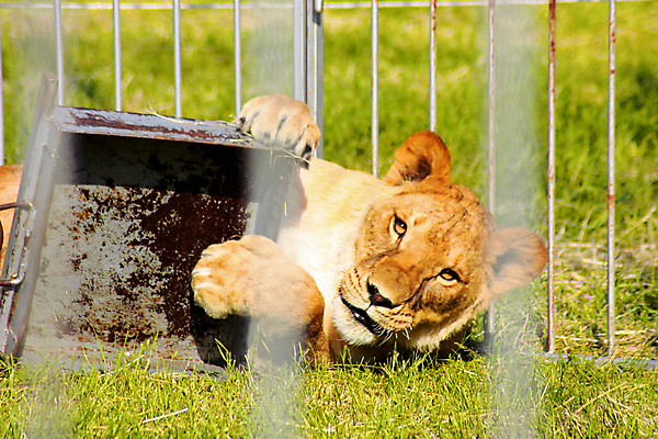 포토 JPG 해외이미지 동물 1 공원 얼굴 야생동물 백그라운드 포유류 자연 털 사람없음 초록색 반려동물 갈색 머리 고양이 줄무늬 흰색 위험 사자 큼 육식동물 새장 사냥꾼 공격적 해외202004 해외포토 직업 공공시설 컬러 컨셉 무늬 신체부위 크기 생태계 케이지 파일형식 이미지허브