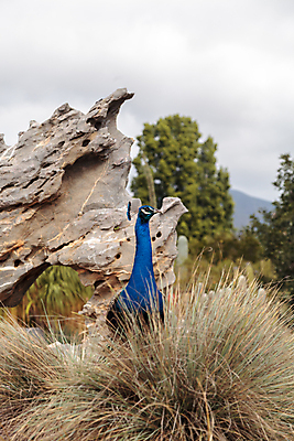 포토 JPG 해외이미지 여자 남자 조류 사람없음 초록색 파란색 정원 공작 깃털 짝짓기 해외202004 해외포토 동물 컬러 사람 파일형식 이미지허브