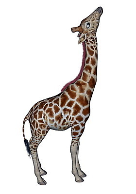 포토 JPG 해외이미지 동물 공원 여자 남자 야생동물 백그라운드 오렌지 일러스트 포유류 아프리카 자연 초식동물 털 뿔 동물원 서기 사람없음 세로 컴퓨터 갈색 머리 3D 디지털 흰색 점 큼 기린 사파리 피부 꼬리 만들기 귀 갈기 목 주둥이 고립 동물상 총구 해외202004 해외포토 공공시설 나라 컬러 과일 모션 사람 신체부위 전자제품 조형물 크기 디지털합성 생태계 파일형식 이미지허브