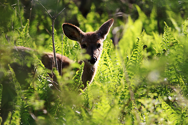 포토 JPG 해외이미지 나무 동물 계절 공원 야생동물 백그라운드 밭 포유류 자연 털 뿔 동물원 사람없음 갈색 머리 달러 흰색 시골 숲 방목 심볼 꼬리 역동적 사냥 땀 귀 내추럴 동물상 무료 서쪽 아기사슴 암사슴 해외202004 해외포토 식물 공공시설 새끼 컬러 컨셉 돈 농업 사슴 신체부위 조형물 축산업 암컷 방향 생태계 파일형식 이미지허브