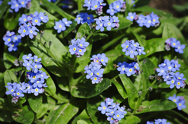 포토 JPG 해외이미지 식물 꽃 꽃무늬 자연 사람없음 초록색 여름 정원 봄 벚꽃 개화 해외202004 해외포토 계절 컬러 무늬 생태계 파일형식 이미지허브