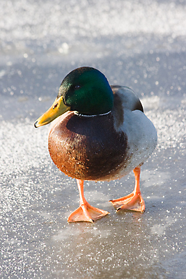 포토 JPG 해외이미지 동물 남자 야생동물 조류 오리 사람없음 물 햇빛 얼음 물방울 깃털 청둥오리 해외202004 해외포토 자연요소 사람 태양 파일형식 이미지허브