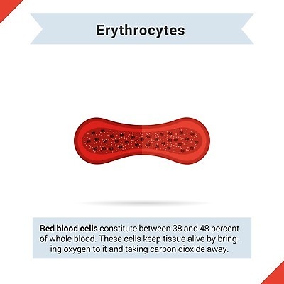EPS 해외이미지 교육 과학 신체 일러스트 해부 세포 건강 병원 빨간색 약 인포그래픽 환자 흰색 발표 혈액 실험실 보호 계획 질병 과학자 묘사 생물학 미생물 유리그릇 테라피 산소 구성 해외202004 해외일러스트 직업 그릇 컬러 컨셉 의학 유리 생물 실험 뷰티 원소 학자 파일형식 벡터 이미지허브