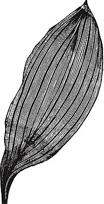 EPS 해외이미지 식물 잎 일러스트 바나나 미술 잔디 검은색 수확 골동품 흰색 칼날 그림 판화 정맥 평행 옛날 칼라꽃 해외202004 해외일러스트 꽃 컬러 농업 과일 문화예술 혈관 파일형식 벡터 이미지허브