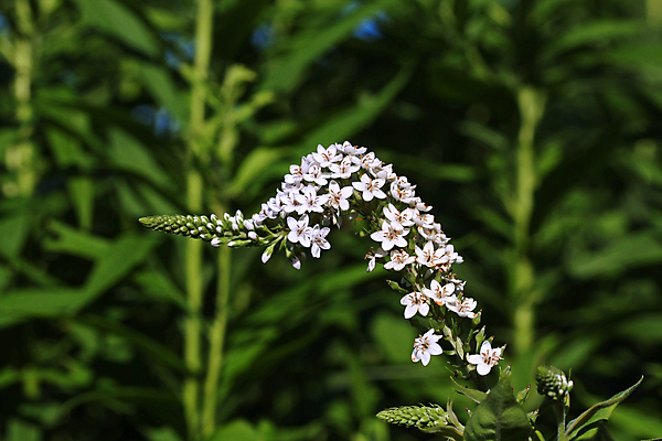 포토 JPG 해외이미지 식물 꽃잎 꽃 줄기 나비 곤충 백그라운드 패턴 밭 사람없음 야외 가로 초록색 여름 컬러풀 환경 정원 봄 들꽃 성장 흰색 시골 신선 개화 보호 허브 내추럴 해외202004 해외포토 동물 계절 컬러 컨셉 무늬 농업 파일형식 이미지허브