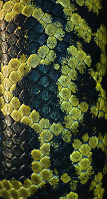 포토 JPG 해외이미지 동물 응시 야생동물 파충류 저울 사람없음 초록색 머리 유행 독약 뱀 균열 위험 유혹 피부 육식동물 해외202004 해외포토 시선 컬러 컨셉 모션 신체부위 파일형식 이미지허브