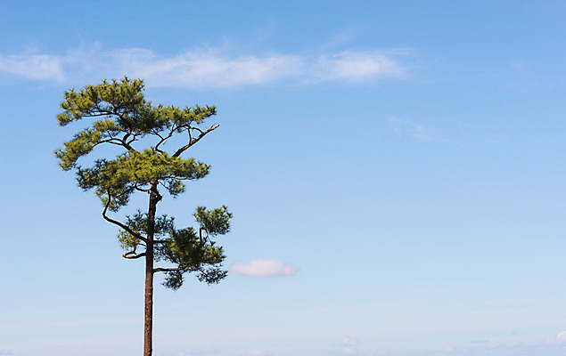포토 JPG 해외이미지 나무 백그라운드 자연 손바닥 풍경 사람없음 초록색 물 여름 햇빛 일몰 흰색 숲 내추럴 수평선 해외202004 해외포토 자연요소 식물 손 계절 컬러 태양 노을 생태계 파일형식 이미지허브