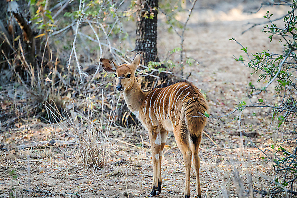 포토 JPG 해외이미지 동물 야생동물 포유류 아프리카 자연 사람없음 보호 사파리 영양 남아프리카 해외202004 해외포토 나라 컨셉 생태계 파일형식 이미지허브