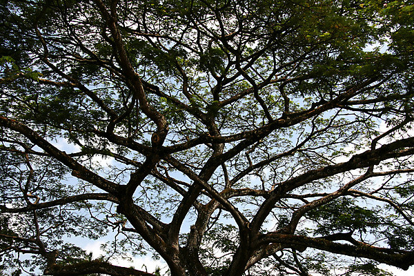 포토 JPG 해외이미지 나무 식물 공원 여행 자연 사람없음 야외 목재 컬러풀 여행객 정원 나뭇가지 도시 숲 뿌리 나무껍질 일반 싱가폴 이국적 해외202004 해외포토 공공시설 아시아 컬러 재료 사람 껍질 생태계 파일형식 이미지허브