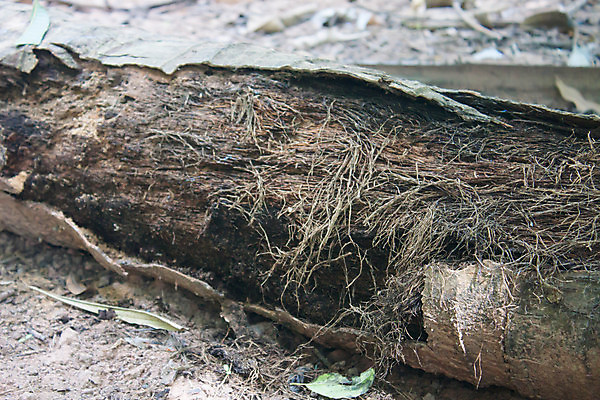 포토 JPG 해외이미지 나무 식물 디자인 공원 선 백그라운드 패턴 자연 추상 손바닥 미술 사람없음 목재 갈색 정원 줄무늬 회색 닫기 묘사 유기농 질감 나무껍질 코코넛 내추럴 옛날 스타일 해외202004 해외포토 손 웰빙 공공시설 컬러 무늬 과일 재료 모션 문화예술 껍질 생태계 파일형식 이미지허브