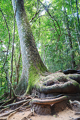 포토 JPG 해외이미지 나무 식물 줄기 잎 자연 바닥 이끼 사람없음 초록색 흙 나뭇가지 신선 숲 땅 뿌리 포도나무 나무껍질 땅바닥 삼림지대 수목 옛날 그리너리 해외202004 해외포토 컬러 껍질 과일나무 생태계 파일형식 트랜드컬러 이미지허브