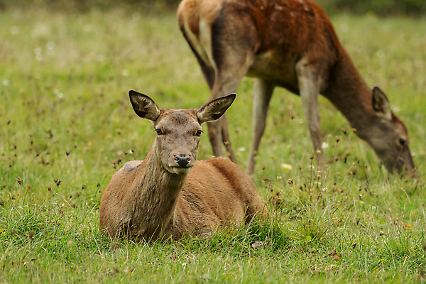 포토 JPG 해외이미지 주간 동물 공원 여자 유럽 야생동물 2 밭 포유류 자연 사슴 털 풍경 성인 사람없음 야외 초록색 여름 갈색 평화 식사 자유 나뭇가지 관찰 숲 방목 수줍음 먹기 귀 내추럴 동물상 무료 해외202004 해외포토 자연요소 나무 계절 공공시설 감정 나라 컬러 컨셉 농업 모션 사람 신체부위 조형물 축산업 생태계 파일형식 이미지허브