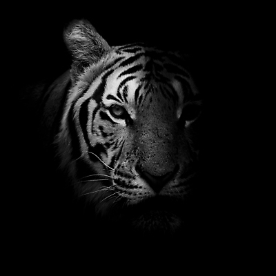 포토 JPG 해외이미지 동물 아시아 야생동물 백그라운드 겨울 포유류 자연 털 동물원 동양인 사람없음 머리 검은색 고양이 줄무늬 흰색 호랑이 큼 코 귀 육식동물 멸종 표범 해외202004 해외포토 계절 나라 컬러 무늬 인종 신체부위 반려동물 크기 생태계 파일형식 이미지허브